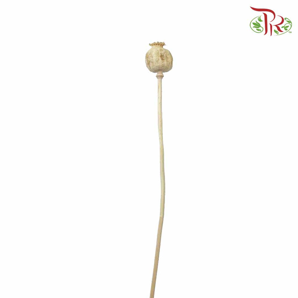 Dry Papaver - Pudu Ria Florist Southern