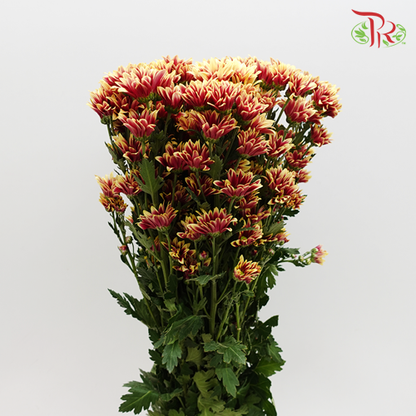 Chrysanthemum Pompom Tone (10-12 Stems) - Pudu Ria Florist Southern