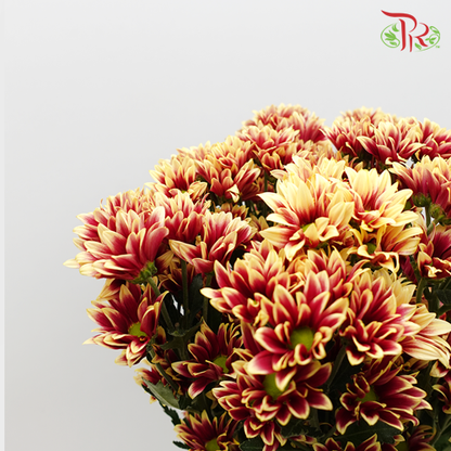 Chrysanthemum Pompom Tone (10-12 Stems) - Pudu Ria Florist Southern