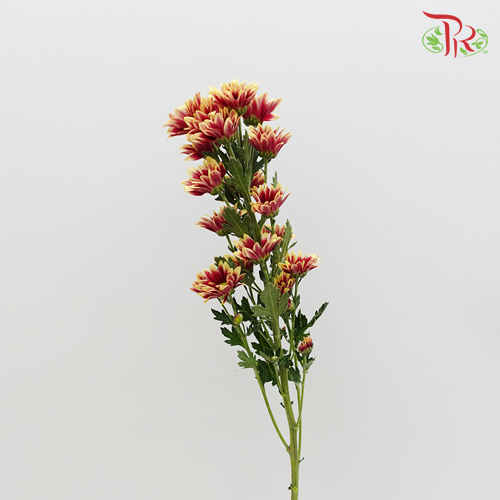 Chrysanthemum Pompom Tone (10-12 Stems) - Pudu Ria Florist Southern
