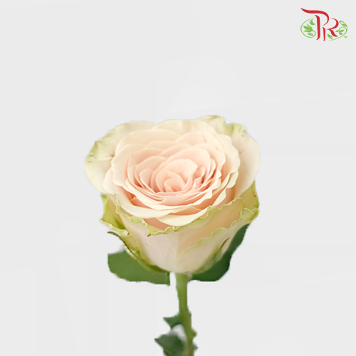 Rose Pompeii (8-10 Stems) - Pudu Ria Florist Southern