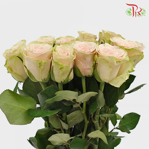 Rose Pompeii (8-10 Stems) - Pudu Ria Florist Southern