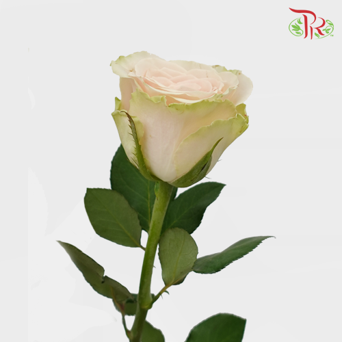 Rose Pompeii (8-10 Stems) - Pudu Ria Florist Southern