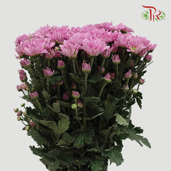 Chrysanthemum Pompom Pink (10-12 Stems) - Pudu Ria Florist Southern