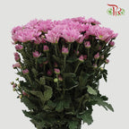 Chrysanthemum Pompom Pink (10-12 Stems) - Pudu Ria Florist Southern