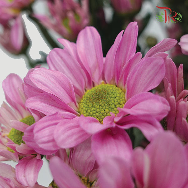 Chrysanthemum Pompom Pink (10-12 Stems) - Pudu Ria Florist Southern