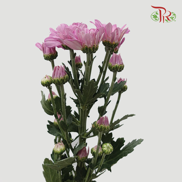 Chrysanthemum Pompom Pink (10-12 Stems)