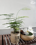Asparagus Fern 文竹 - Pudu Ria Florist Southern