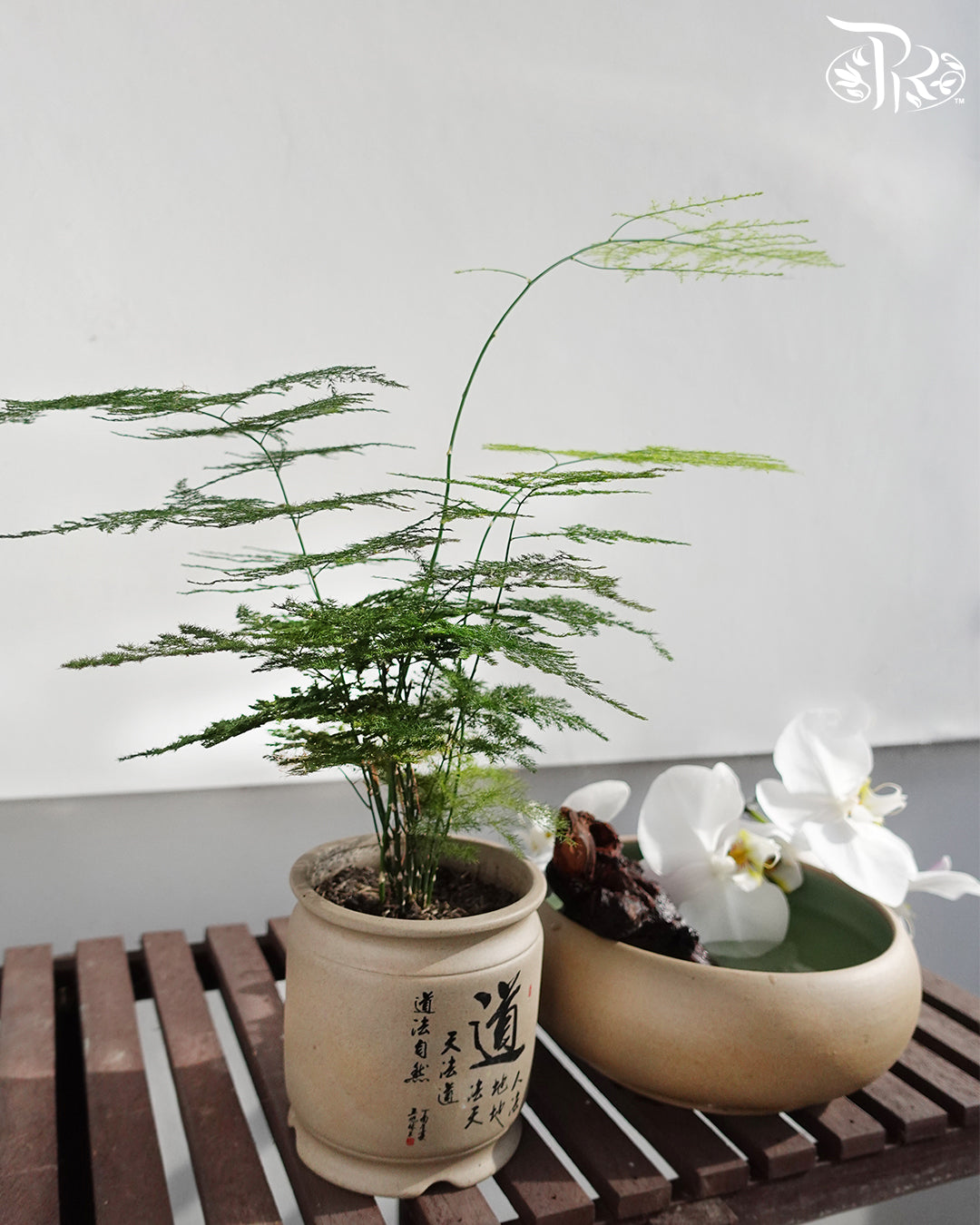 Asparagus Fern 文竹 - Pudu Ria Florist Southern