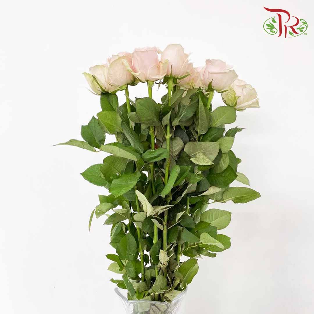 Rose Pink Avalanche (8-10 Stems) - Pudu Ria Florist Southern