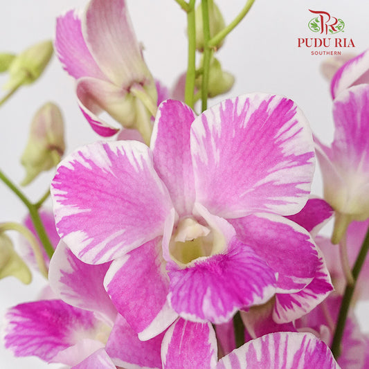 Dendrobium Orchid Purple White / 5 Stems (L) - Pudu Ria Florist Southern