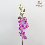 Dendrobium Orchid Purple White / 5 Stems (M) - Pudu Ria Florist Southern