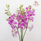 Dendrobium Orchid Purple White / 5 Stems (XL) - Pudu Ria Florist Southern
