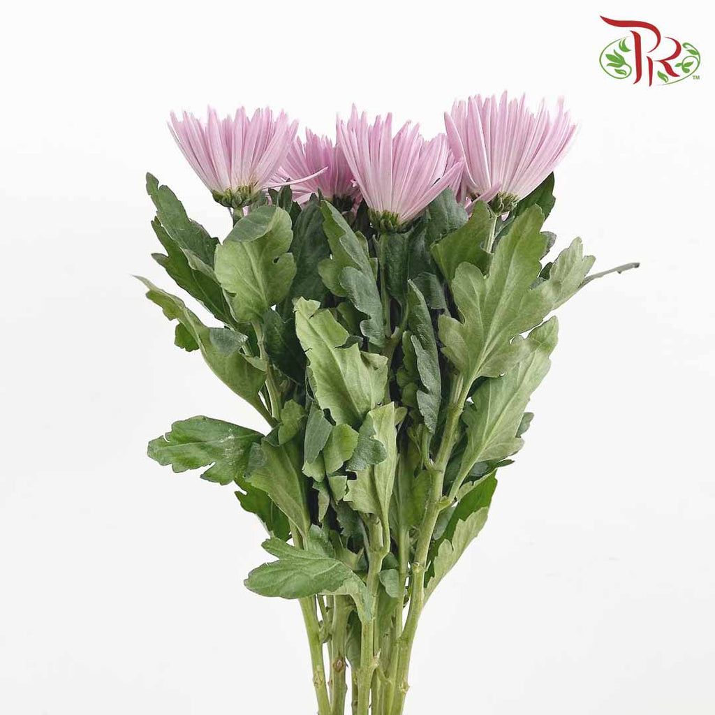 Net Mum Chrysanthemum Purple (10-12 Stems) - Pudu Ria Florist Southern