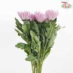 Net Mum Chrysanthemum Purple (10-12 Stems) - Pudu Ria Florist Southern