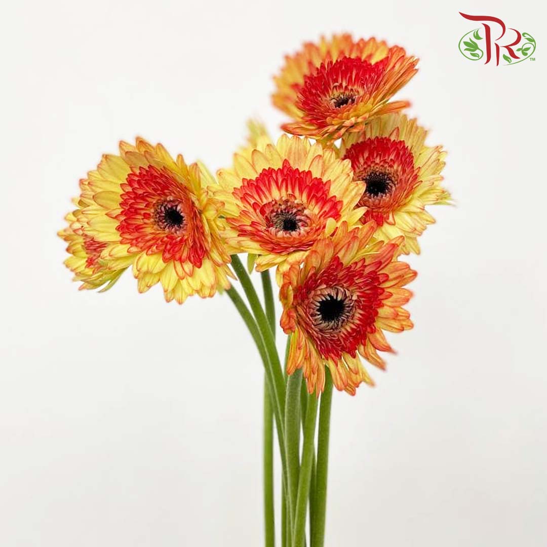 Gerbera Perfectly Satisfactory (8-10 Stems) - Pudu Ria Florist Southern