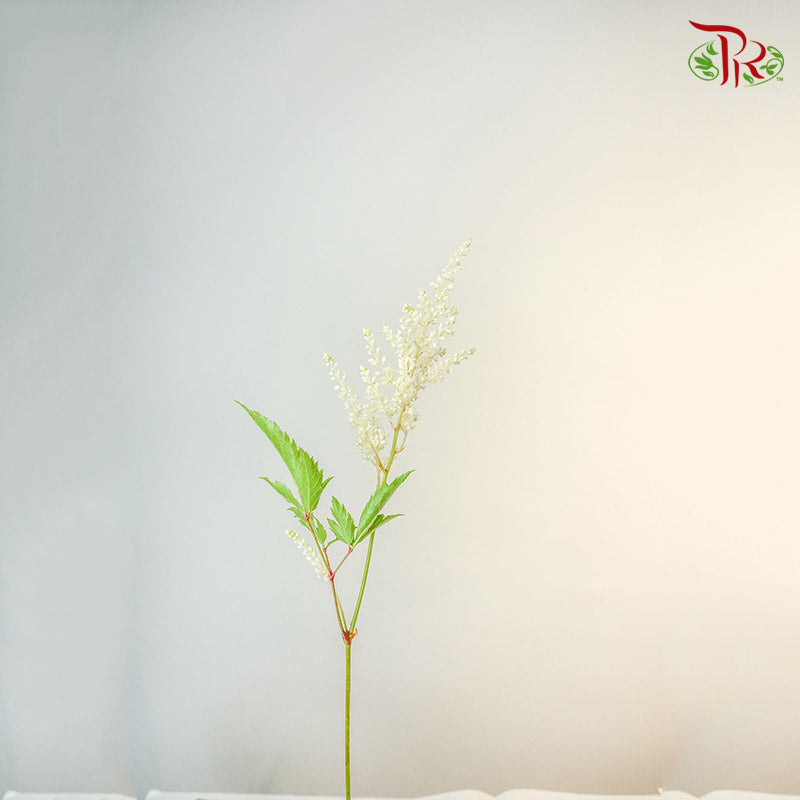 Astilbe White (4-5 Stems) - Pudu Ria Florist Southern