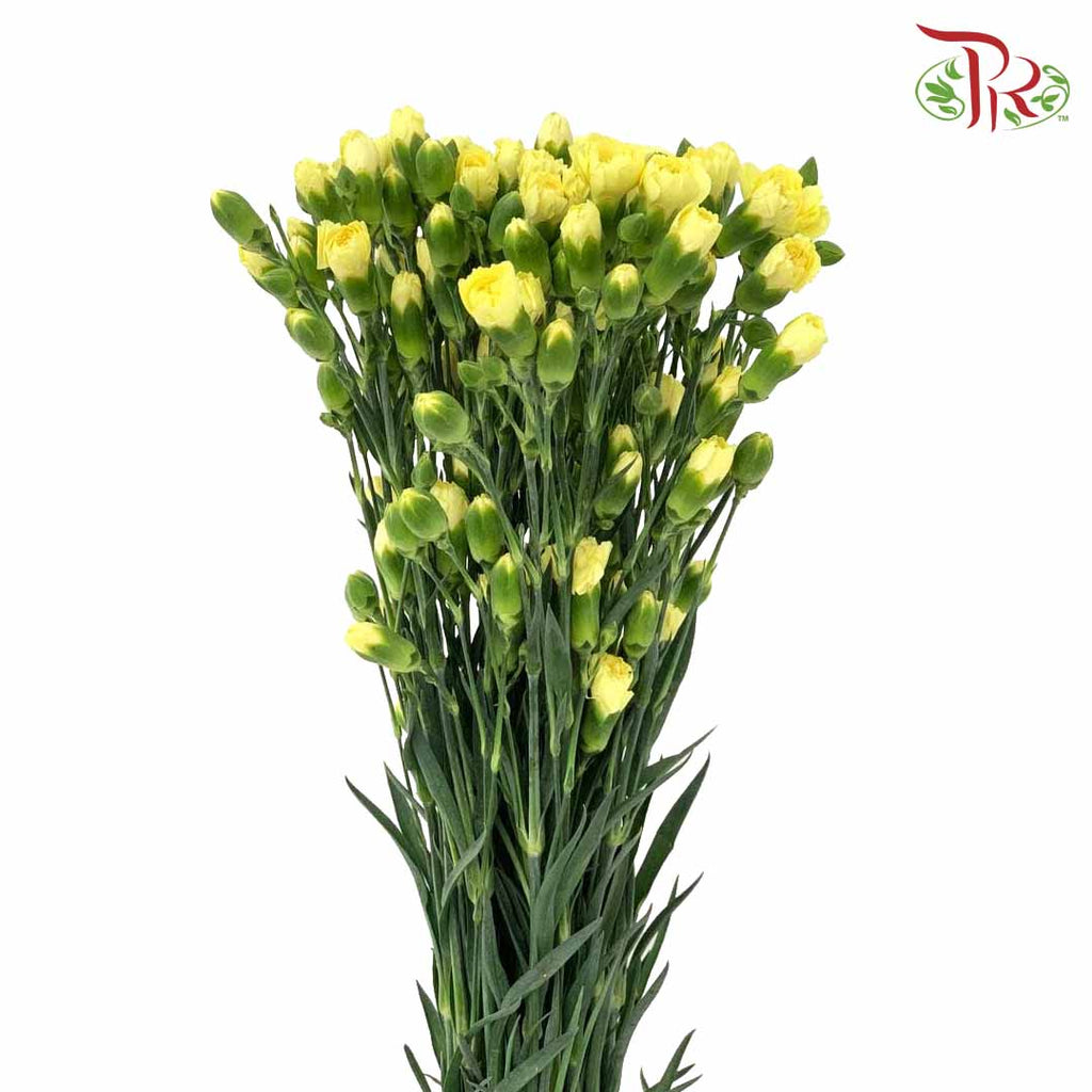 Carnation Spray Yellow (18-20 Stems) - Pudu Ria Florist Southern