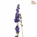 Dry Delphinium - Pudu Ria Florist Southern