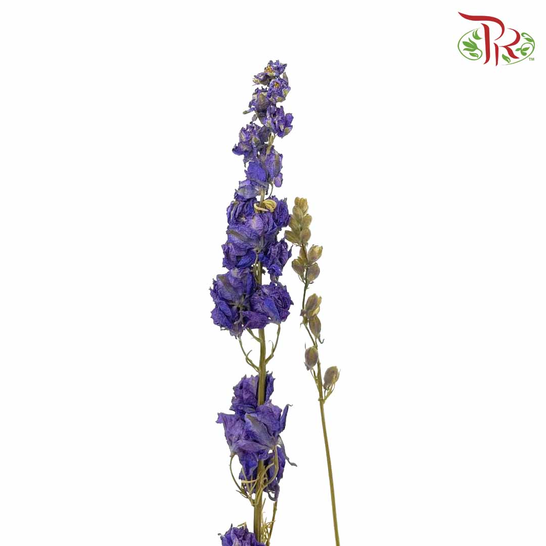 Dry Delphinium - Pudu Ria Florist Southern