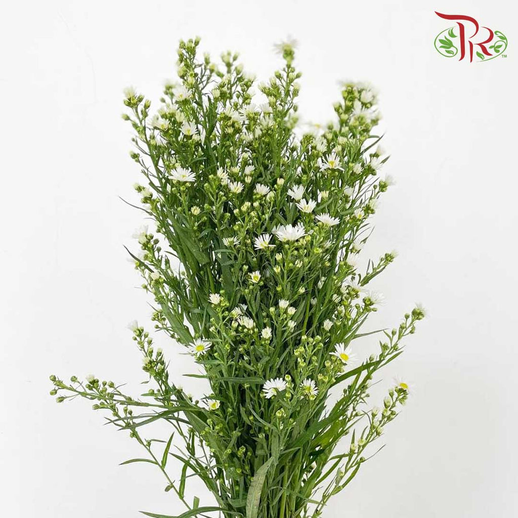 Peacock White (Per Bundle) - Pudu Ria Florist Southern