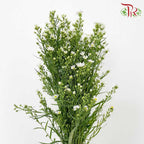 Peacock White (Per Bundle) - Pudu Ria Florist Southern
