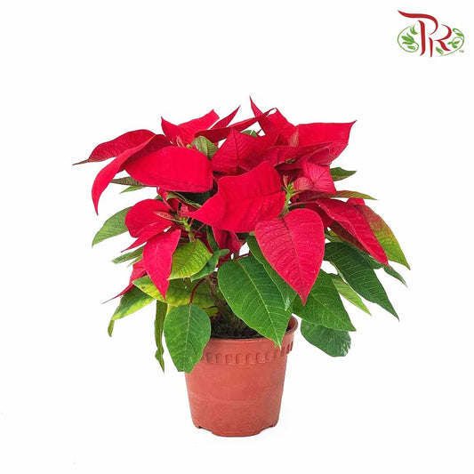 Poinsettia Pot Plant - Pudu Ria Florist Southern