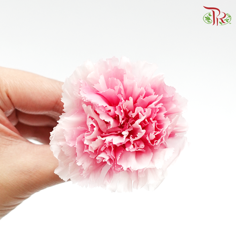 Preservative Carnation (8 Blooms) Mariah Pink - Pudu Ria Florist Southern
