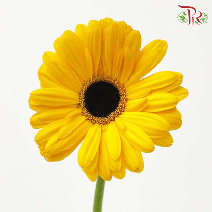 Gerbera Gold Yellow (8-10 Stems) - Pudu Ria Florist Southern