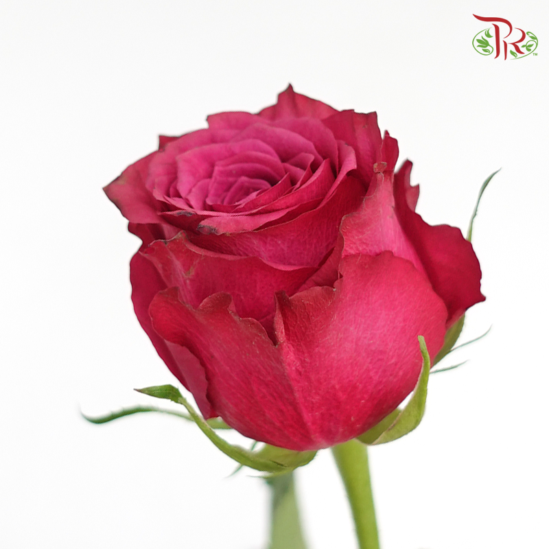Rose Blue berry (8-10 Stems) - Pudu Ria Florist Southern