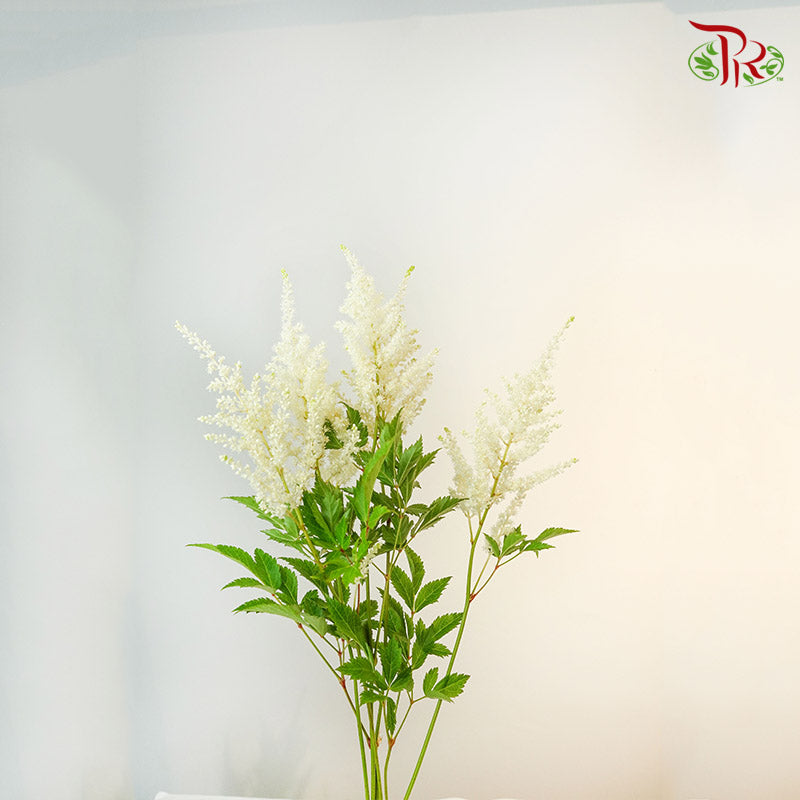 Astilbe White (4-5 Stems) - Pudu Ria Florist Southern