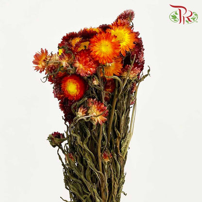 Dry Helichrysum Natural & Bleached - Maroon / Per Bundle - Pudu Ria Florist Southern