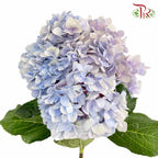 Hydrangea Light Blue / Per Stem - Pudu Ria Florist Southern