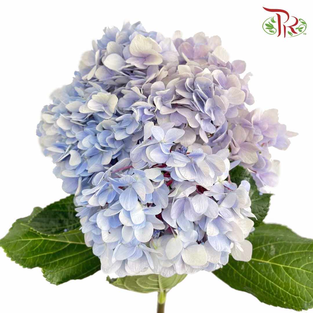 Hydrangea Light Blue / Per Stem - Pudu Ria Florist Southern