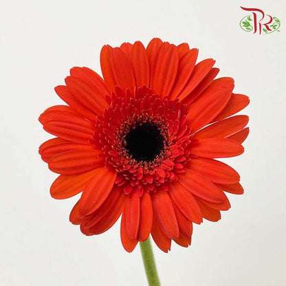 Gerbera Red (8-10 Stems) - Pudu Ria Florist Southern