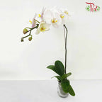 Phalaenopsis Orchid White Without Pot / Per Stem (L) - Pudu Ria Florist Southern