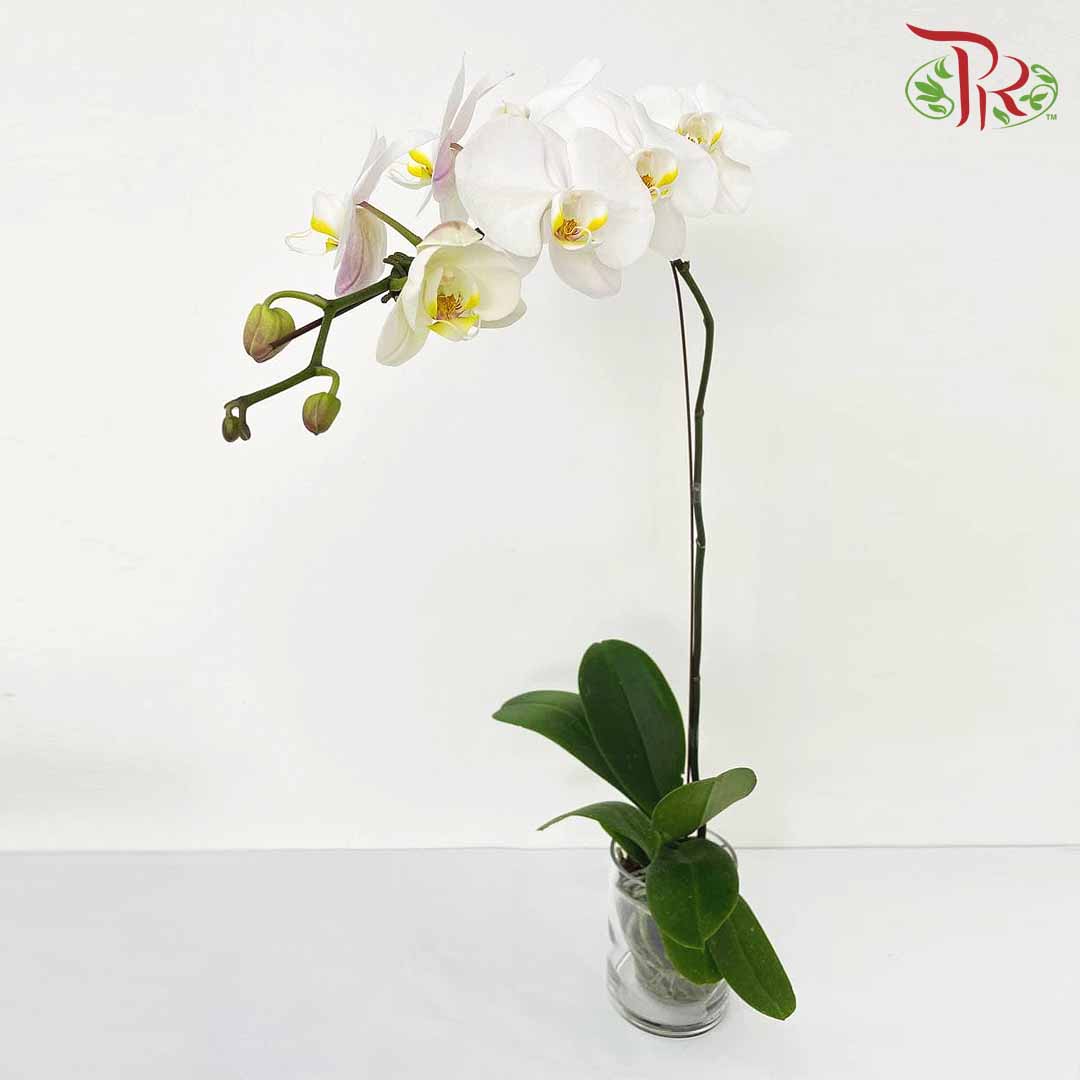 Phalaenopsis Orchid White Without Pot / Per Stem (L) - Pudu Ria Florist Southern