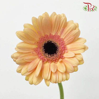 Gerbera Champagne (8-10 Stems) - Pudu Ria Florist Southern