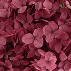Preservative Hydrangea - Maroon / Per Stem - Pudu Ria Florist Southern