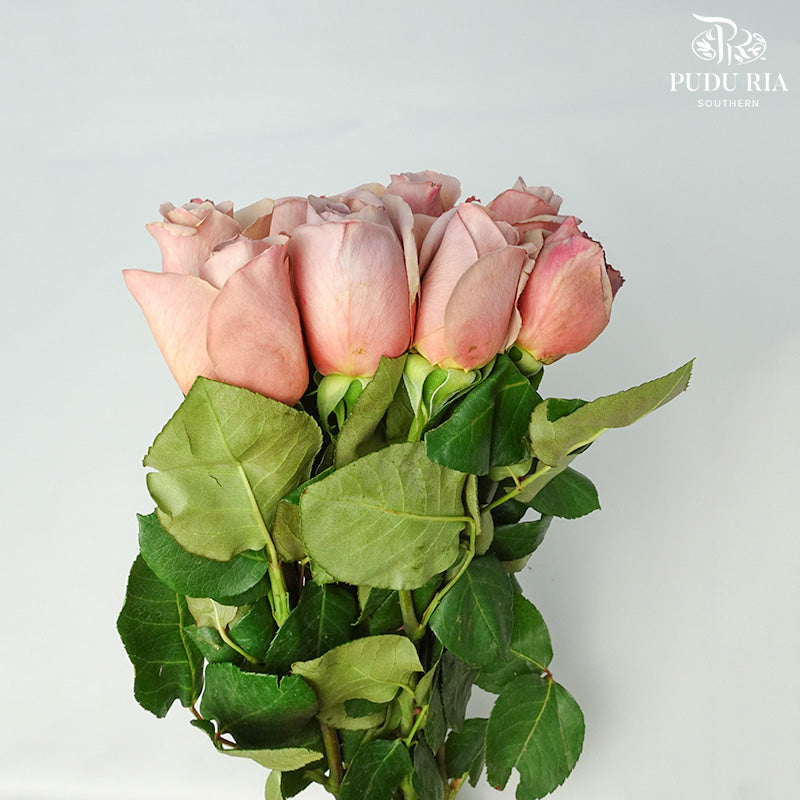 Rose Caffe Latte (8-10 Stems) - Pudu Ria Florist Southern
