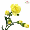 Carnation Spray Yellow (18-20 Stems) - Pudu Ria Florist Southern