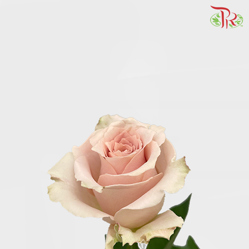 Rose Quicksand (8-10 Stems) - Pudu Ria Florist Southern