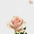 Rose Quicksand (8-10 Stems) - Pudu Ria Florist Southern
