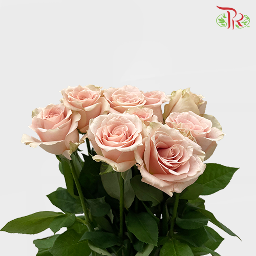 Rose Quicksand (8-10 Stems) - Pudu Ria Florist Southern