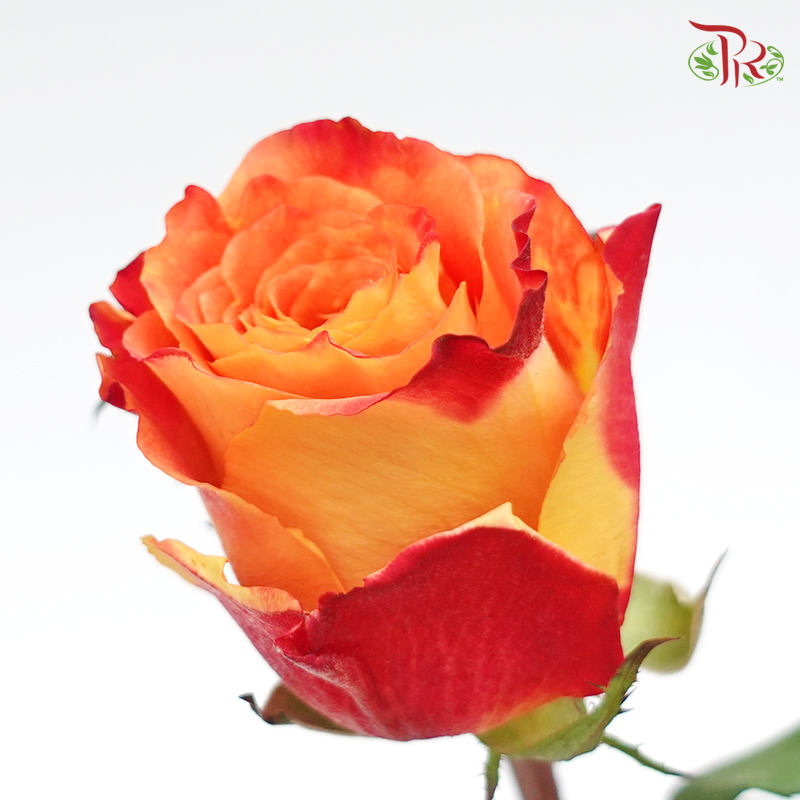 Rose Fire (8-10 Stems) - Pudu Ria Florist Southern