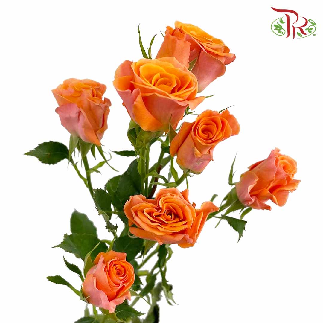 Rose Spray Babe (8-10 Stems) - Pudu Ria Florist Southern