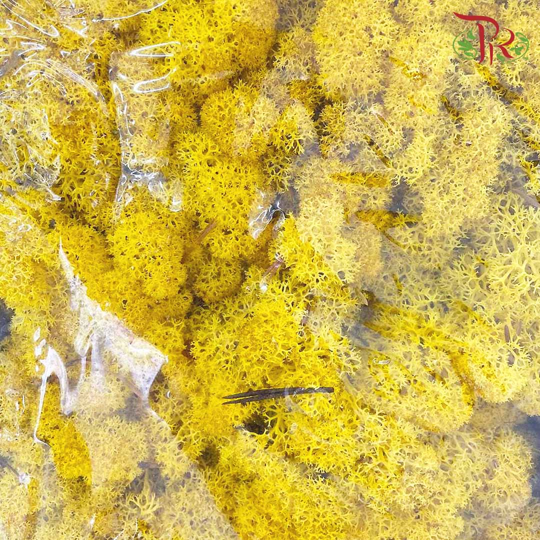 Dried Moss Reindeer - Yellow - Pudu Ria Florist Southern