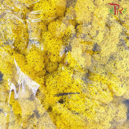 Dried Moss Reindeer - Yellow - Pudu Ria Florist Southern