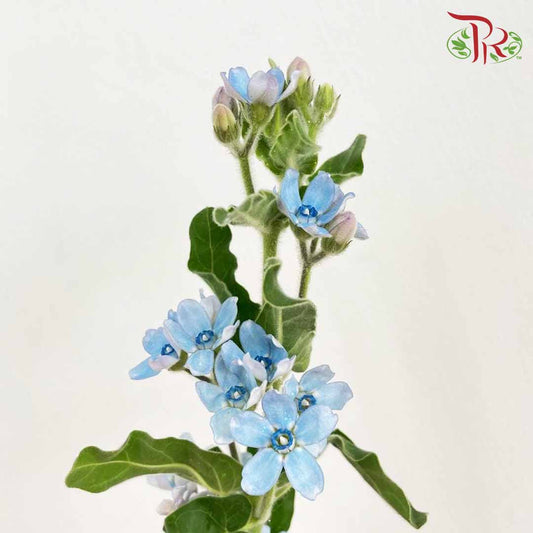 Oxypetalum Blue - (Per Bunch) - Pudu Ria Florist Southern