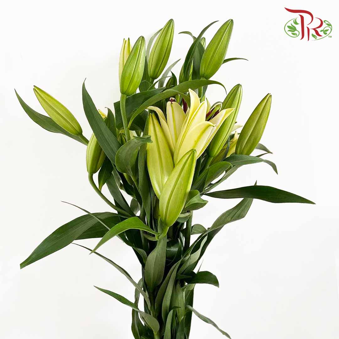 Lily Yellow (5 Stems) - Pudu Ria Florist Southern